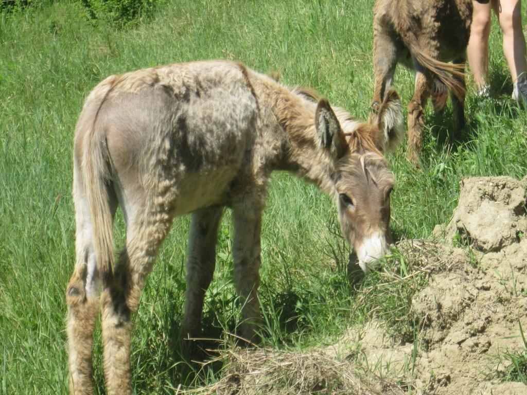 Le Spighe Agriturismo Cesena Buitenkant foto
